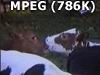 cow's kissing
